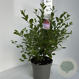 Prunus 'Carmine Jewel' 40-50 cm 5,0L