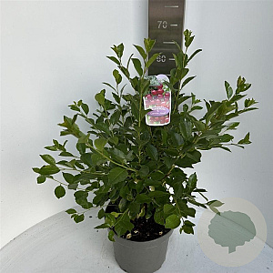 Prunus 'Carmine Jewel' 40-50 cm 5,0L