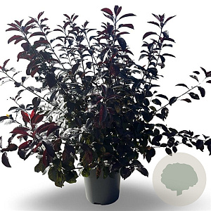 Prunus cistena 80-100 cm 12L