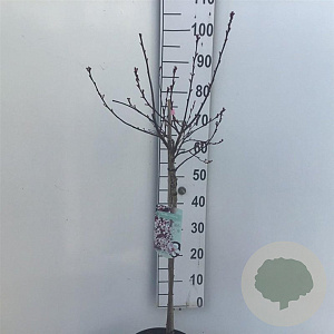 Prunus cistena 60 cm stam 5,0L
