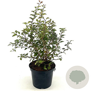 Prunus incisa 'Kojou-no-mai' 30-40 cm 3,0L