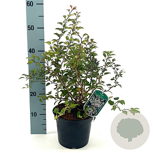 Prunus incisa 'Kojou-no-mai' 30-40 cm 3,0L