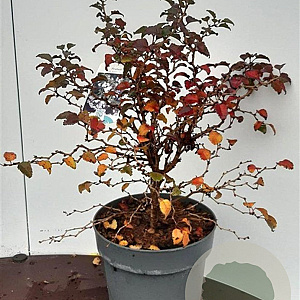 Prunus incisa 'Kojou-no-mai' 30-40 cm 5,0L