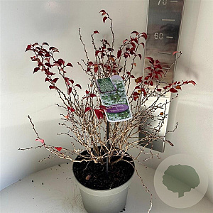 Prunus incisa 'Kojou-no-mai' 40-50 cm 5,0L