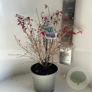 Prunus incisa 'Kojou-no-mai' 40-50 cm 5,0L