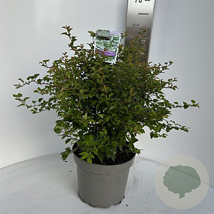 Prunus incisa 'Kojou-no-mai' 40-50 cm 5,0L