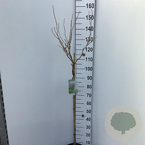 Prunus incisa 'Kojou-no-mai' 90 cm stam 7,5L