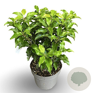 Prunus lusitanica 'Brenelia' 40-60 cm 4,0L