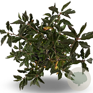 Prunus nipponica 'Brillant' 40-60 cm 4,0L