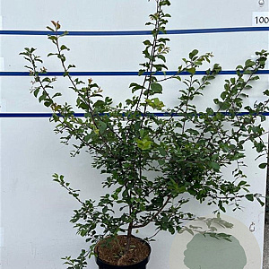 Prunus spinosa 100-125 cm 7,5L solitair