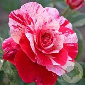 Rosa (F) Abracadabra AA. kwaliteit wortelgoed