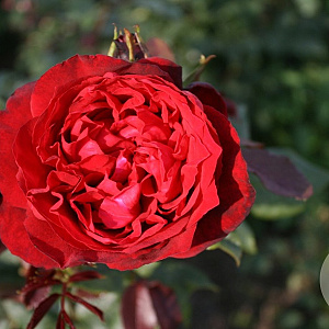 Rosa (T) Admiral AA. kwaliteit wortelgoed