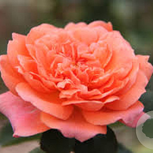 Rosa (T) Amour de Molène gm 4,0L