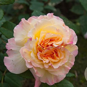 Rosa (T) Aquarell AA. kwaliteit wortelgoed