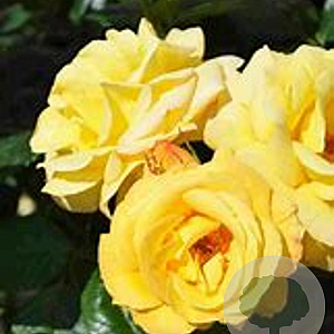 Rosa (F) 'Arthur Bell' GM C3