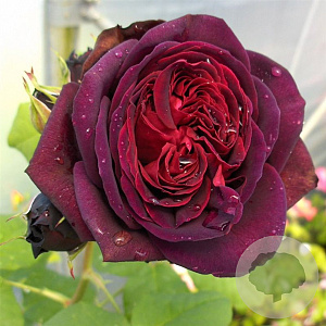 Rosa (T) Astrid Gräfin von Hardenb. A kwaliteit wortelgoed vanaf 2 tak