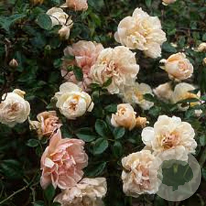 Rosa (RA) 'Auguste Gervais' A kwaliteit wortelgoed vanaf 2 tak