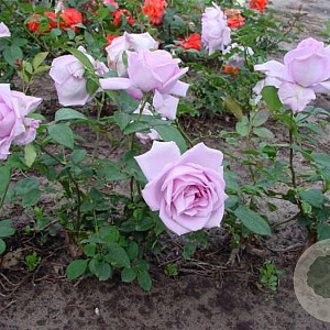 Rosa (T) Blue Moon AA. kwaliteit wortelgoed