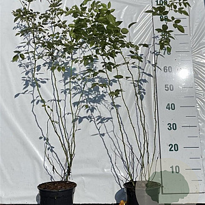 Rosa (o) canina 60-80 cm 2,0L