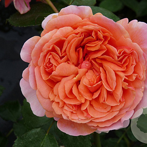 Rosa (H) Chippendale A kwaliteit wortelgoed vanaf 2 tak