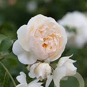 Rosa (H) Claire Austin gm 4,0L