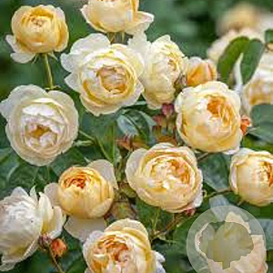 Rosa (H) Dannahue gm 4,0L