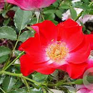 Rosa (K) 'Dortmund' A kwaliteit wortelgoed vanaf 2 tak