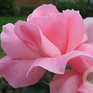 Rosa (H) Elizabeth A kwaliteit wortelgoed vanaf 2 tak