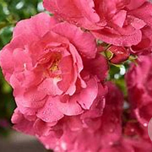 Rosa (H) Flower Carpet Heidetraum GM C3