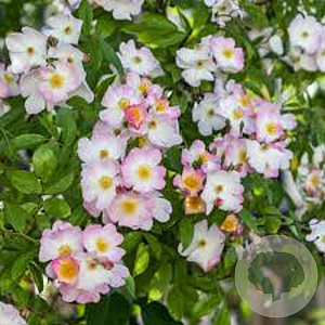 Rosa (H) 'Francis E. Lester' A kwaliteit wortelgoed vanaf 2 tak