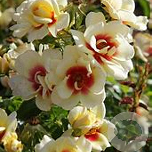 Rosa (M) Glorious Babylon Eyes 90 cm stam 7L