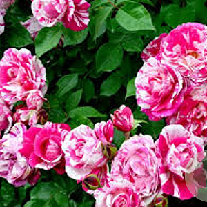 Rosa (K) Ines Sastre gm 4,0L