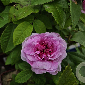 Rosa (H) 'Jenny Duval' gm 4,0L