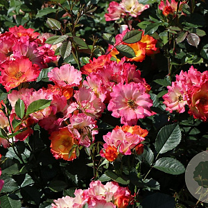 Rosa (F) 'Summer of Love' GM C3