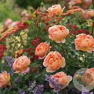 Rosa (H) Lady of Shalott gm 4,0L