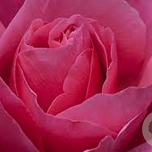 Rosa (T) Line Renaud gm 4,0L