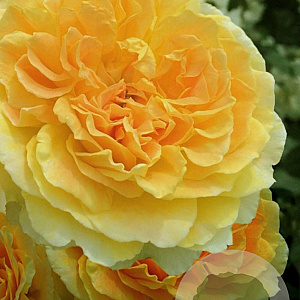 Rosa (H) Molineux A kwaliteit wortelgoed vanaf 2 tak