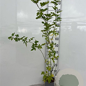 Rosa multiflora 60-100 cm 2,0L