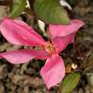 Rosa (H) 'Mutabilis' A kwaliteit wortelgoed vanaf 2 tak
