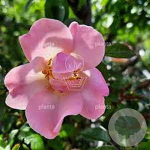 Rosa (K) Open Arms gm 4,0L