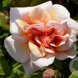 Rosa (P) 'Perle d'Or' gm 4,0L