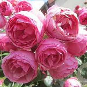 Rosa (H) Pomponella gm 4,0L