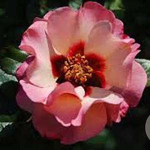 Rosa Princess of Phoenicia gm 4,0L