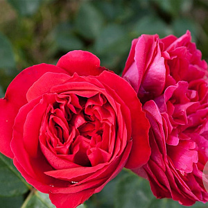 Rosa (F) Red Eden Rose A kwaliteit wortelgoed vanaf 2 tak