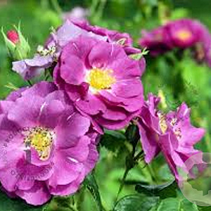 Rosa (P) Rhapsody in Blue gm 4,0L