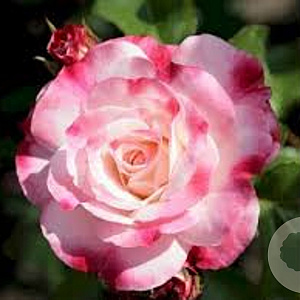 Rosa (K) Rosenstadt Freising gm 4,0L