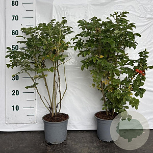 Rosa rugosa 40-60 cm 2,0L