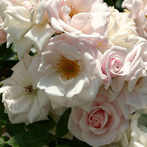 Rosa (M) Schneeküsschen AA. kwaliteit wortelgoed