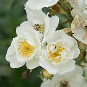 Rosa (K) 'Seagull' gm 4,0L