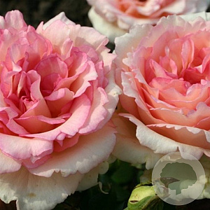 Rosa (T) Souvenir de Baden- Baden A kwaliteit wortelgoed vanaf 2 tak